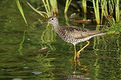 Greater Yellowlegs